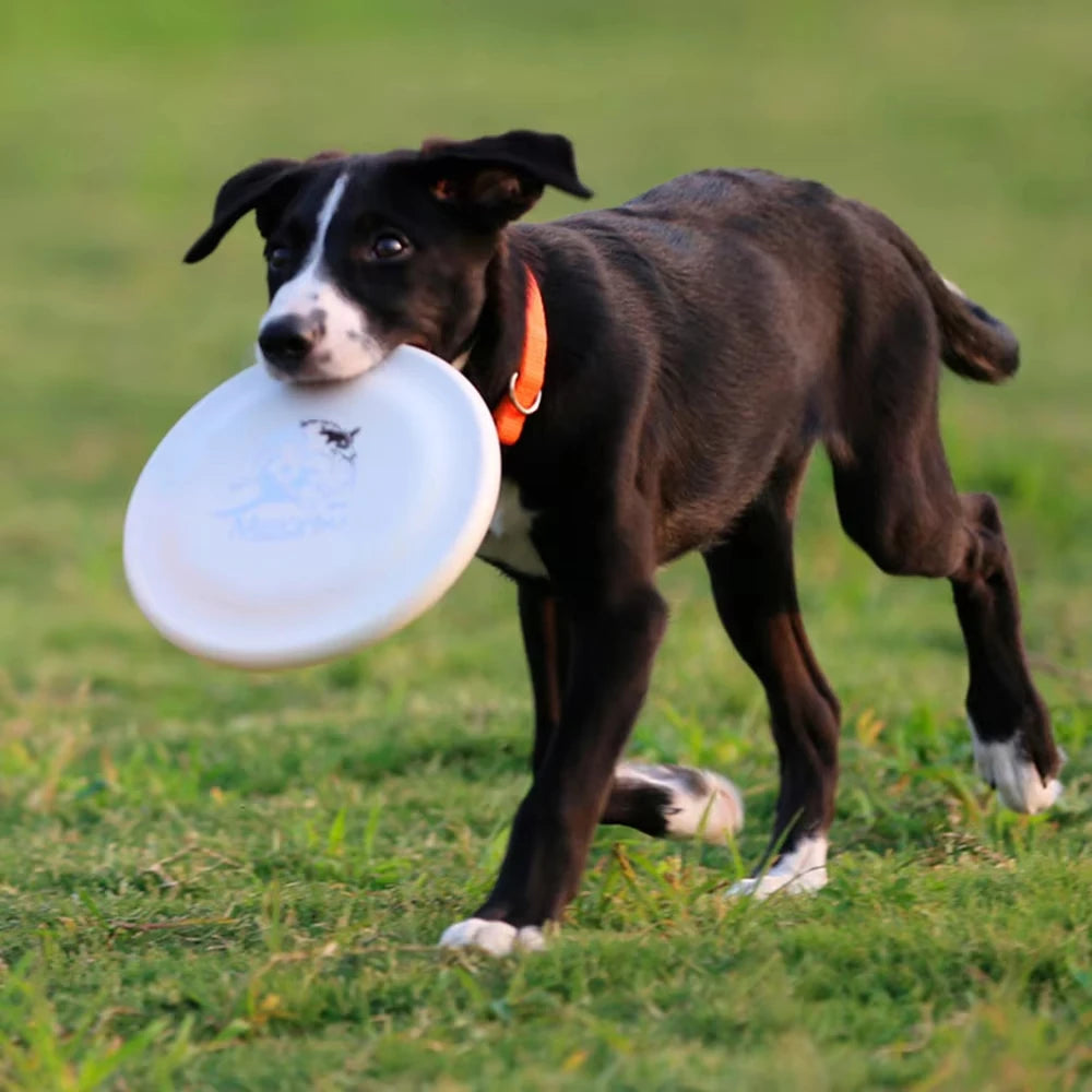 Aerodynamic Training Disc